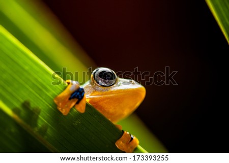 Rain forest, natural environment, exotic frog