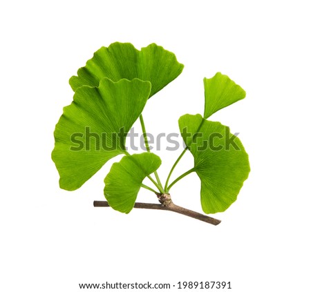 Ginkgo biloba, commonly known as ginkgo or gingko. Branch isolated on white background. High resolution photo on white background.  商業照片 © 