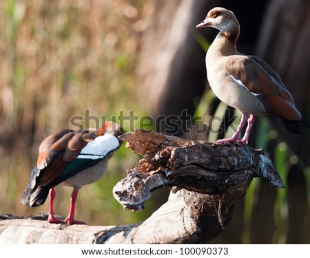 A pair of geese on a dead branch with the foreground bird in focus