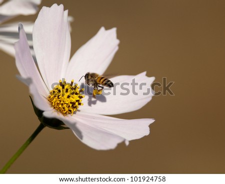 An African honey bee with prominent yellow pollen sacs flying in towards the center of a soft pink cosmos flower