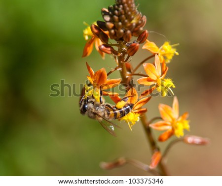 An African honey bee sucking nectar from yellow and orange flowers with a soft background