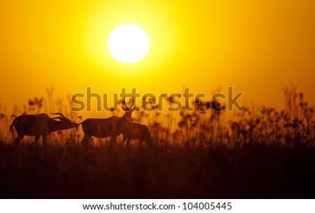 Group of blesbok silhouetted against a warm orange sunrise with grass in the foreground