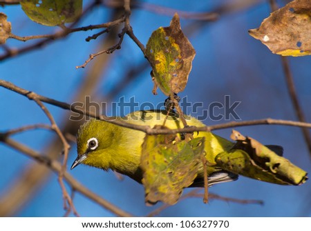 A small Cape White-eye bird hanging upside down in a White Stinkwood tree looking towards the ground