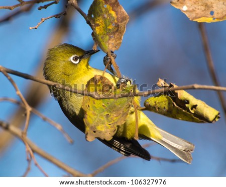A small Cape White-eye bird hanging upside down in a White Stinkwood tree