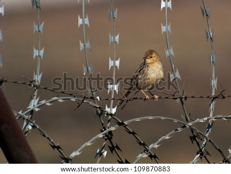 A small female stonechat sits perched on a razor wire fence