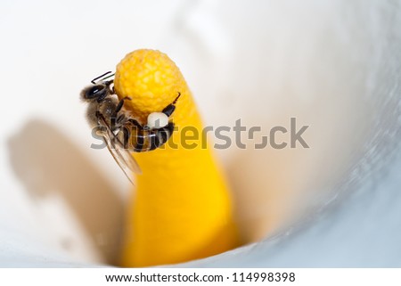 African honey bee grasping the yellow spadix of a white Arum lily