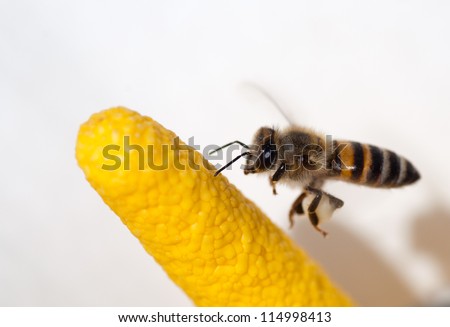 African honey bee flying in front of the yellow spadix of a white Arum lily