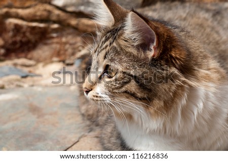 A domestic tabby cat focusing on a far away object