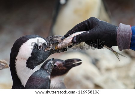 A zoo keepers hand feeding a Jackass penguin