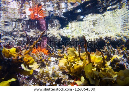 Underwater photo of a rock pool and its reflection on the water with bright orange sea anemone