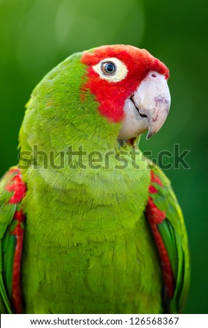 Close-up of an inquisitive green and red parrot