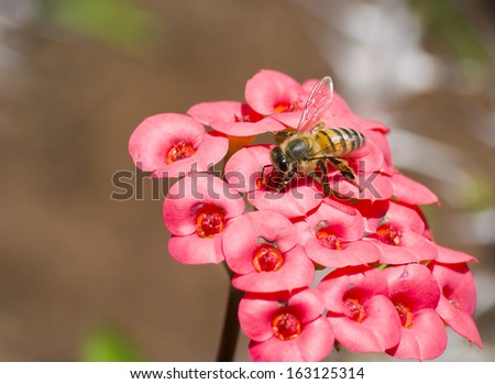 An African honey bee feeding on a bunch of red flowers in a square arrangement