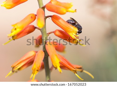 A small carpenter bee feeding on a yellow and orange aloe flower