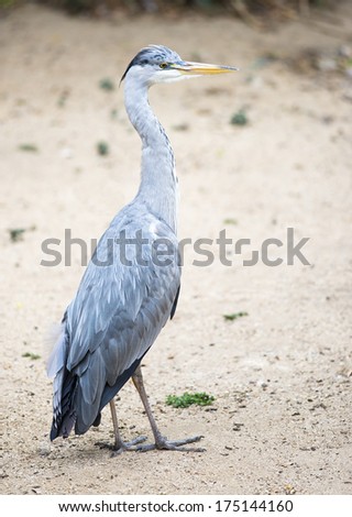 A grey heron standing on a sandy ground