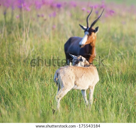 A Blesbuck with a calf in a green field with blurred purple pom pom flowers in the background