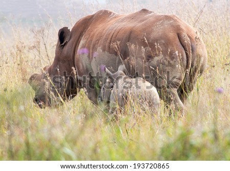 A large Rhino and calf in long grass retreating from the camera