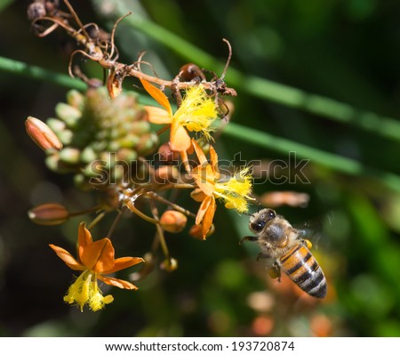 An African honey bee approaches a bunch of yellow and orange flowers in flight