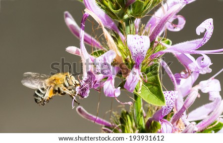 A banded bee feeding on bright purple Ribbon bush flowers