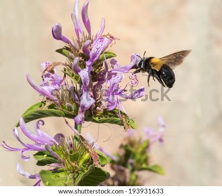 A large carpenter bee feeding from a purple Ribbon bush while hovering