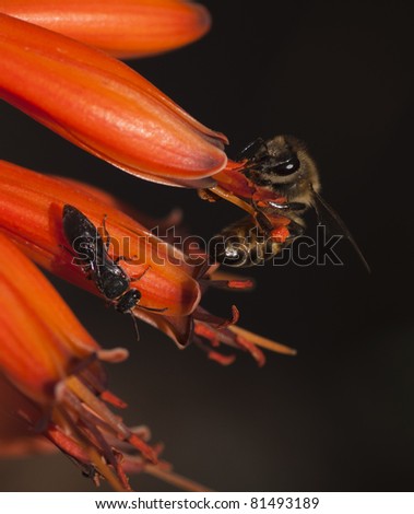 Bee and flying ant meet on an Aloe Flower