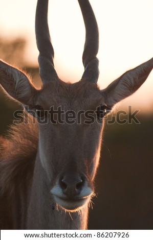 Tightly cropped photo of Eland cow head from the front with back lighting