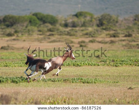 Male Bontebok being chased by another in De Hoop nature reserve