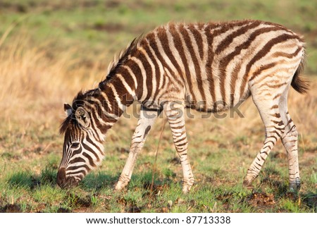 Full body picture of a young zebra foal grazing showing fluffy fur