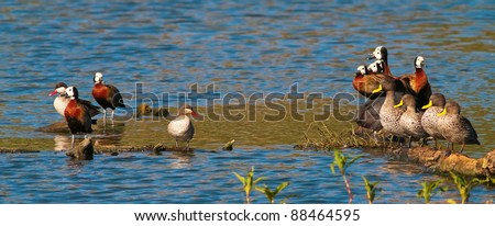 A group of ducks standing at a dam with yellow and red billed ducks standing apart