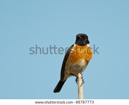 African Stonechat perched on top of a stick looking to the right