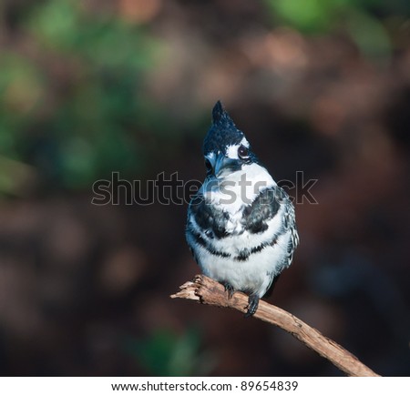 Pied Kingfisher on a branch with a sympathy seeking look on its face