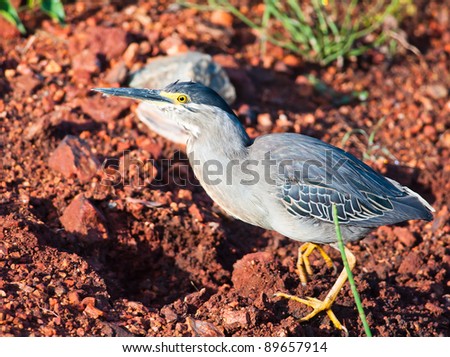 Detailed view of a Green backed Heron walking across a red earth background