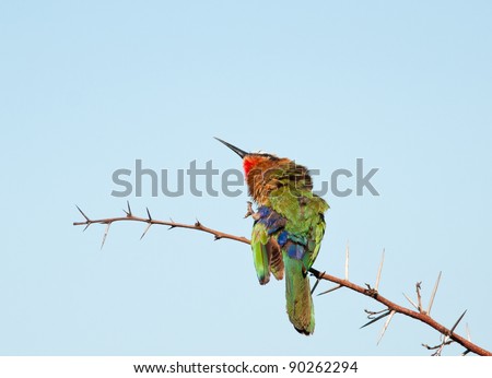 A white-fronted bee-eater trying to scratch and itch while holding a branch with the remaining claw