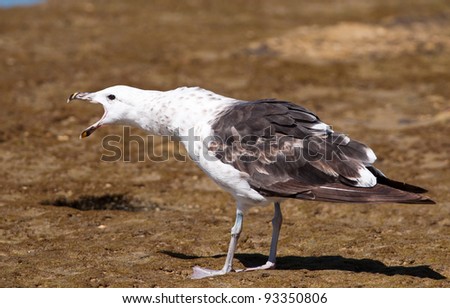 An immature sea gull protecting its ground