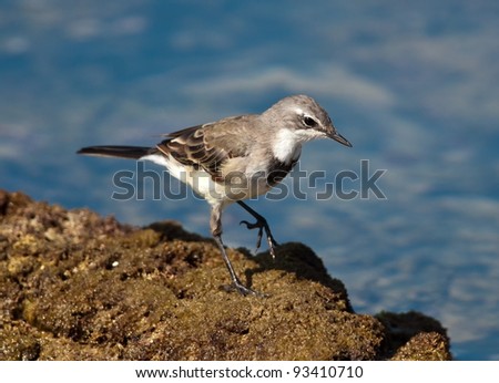 Cape Wagtail tip-toeing over a vegetation covered rock with blue sea in the background