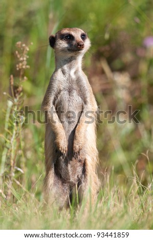 Meerkat standing upright and looking straight ahead