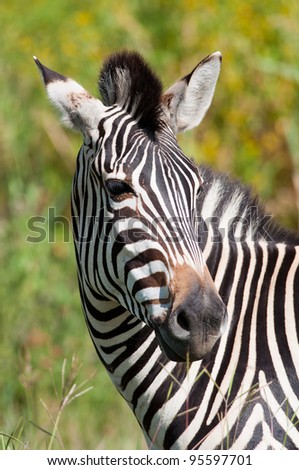 The head and shoulders of a Zebra with head turned across the camera\'s view