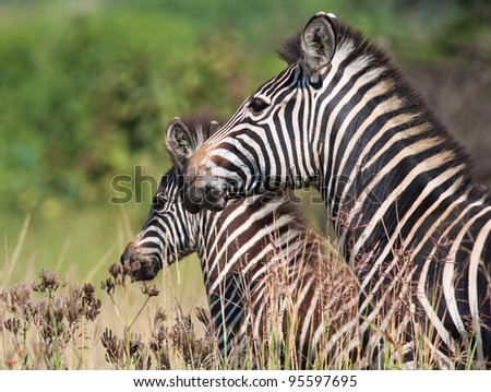 Head and shoulders of a mother and daughter Zebra with grass in foreground and soft green background