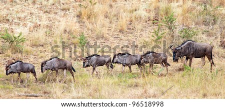 A large Blue Wildebeest walks on a footpath behind a group of five young Wildebeest