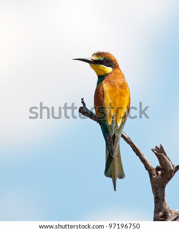 European Bee-eater on a dead branch looking to left with soft blue and white background
