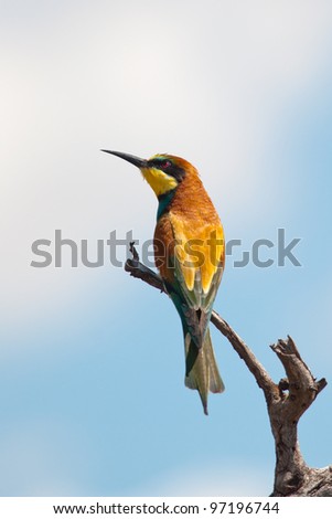 European Bee-eater on a dead branch looking up to left with soft blue and white background