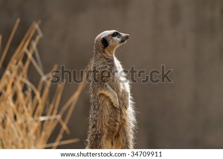 An alert meerkat (or suricate) standing on guard