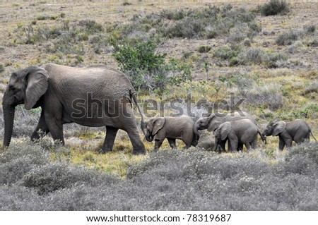 Elephant Family Mother Leads Young Babies