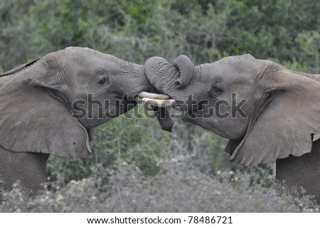 Young African Male Elephants with Twisted Trunks