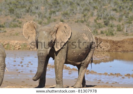 Young African Elephant Playing in Mud
