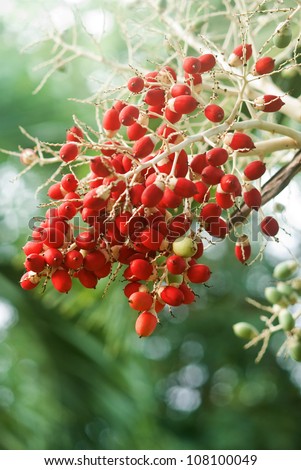 Red date tree fruit in park