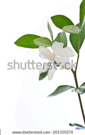White Gardenia flower or Cape Jasmine (Gardenia jasminoides) on white background