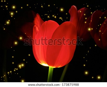 A tulip lit to look like a fairy house, with \