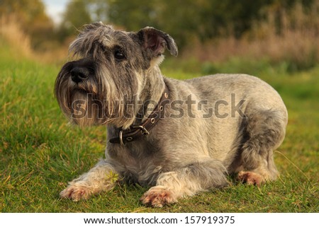 Dog breed Miniature Schnauzer color salt and pepper lying on the grass summer day