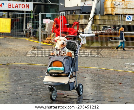 Ghent, Belgium - December 30, 2014: A dog on a walk in the pram on one of the squares in Ghent.