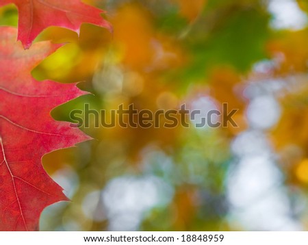 Beautiful autumn red oak leaves